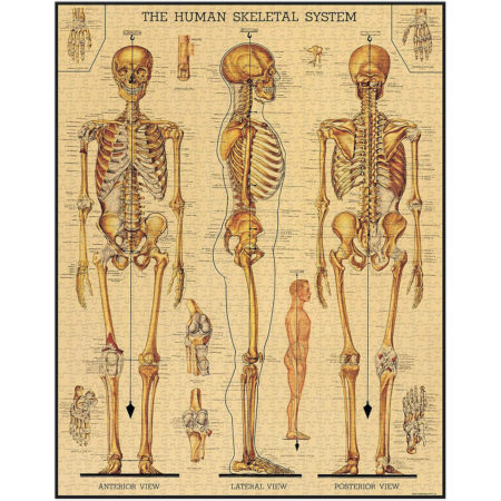 Skeletal System, Vintage Puzzle: rompecabezas 1000 piezas