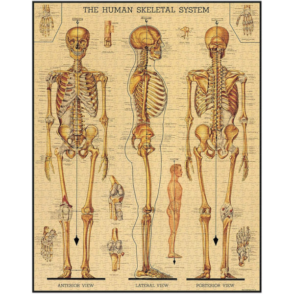 Skeletal System, Vintage Puzzle: rompecabezas 1000 piezas